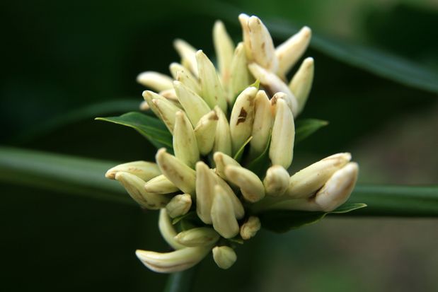 Flor de cafeto. Java.