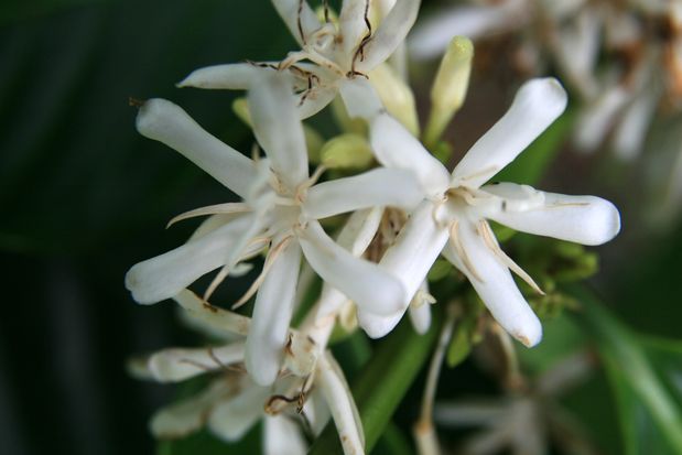 Flor de cafeto. Java.