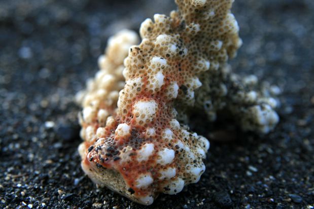 Coral en la playa de Lovina en Bali