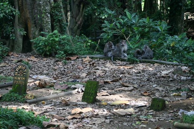 Monkey Forest. Ubud. Bali.