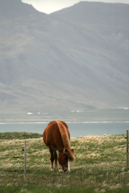 Horse in Arnarstapi.