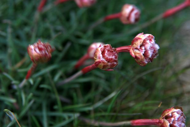 Flowers. Arnarstapi.