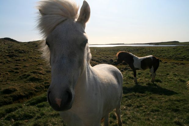 Islande 2011