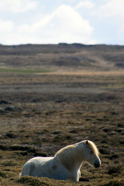 Cheval. Islande.