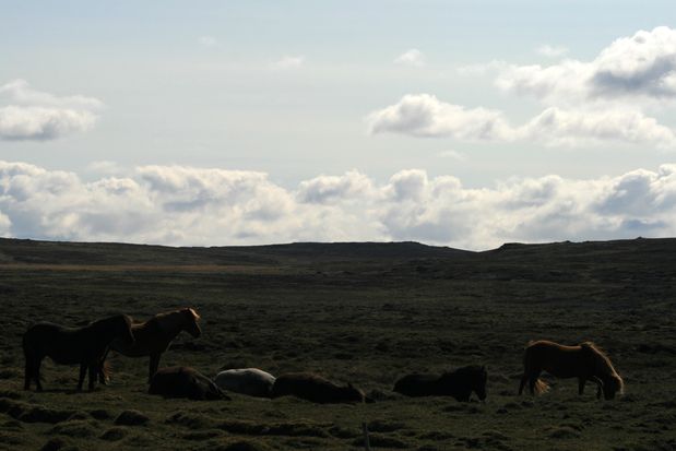 Chevaux. Islande.