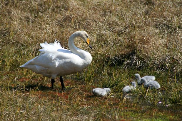 Cygne chanteur et ses petits