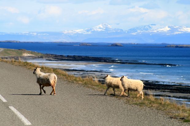 Moutons.