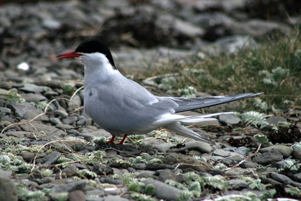 Arctic Tern. Vestfirðir.