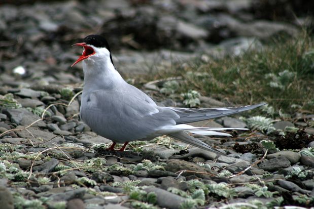 Arctic Tern. Vestfirðir.