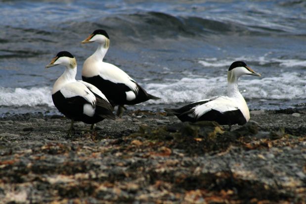 Common Eiders. Vestfirðir.