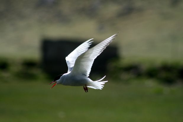 Arctic Tern. Vestfirðir.