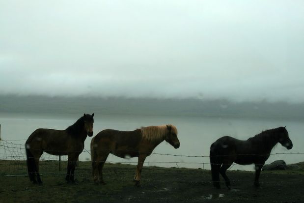 Caballos. Islandia.