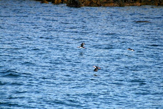 Flight of guillemots off Reykjavik