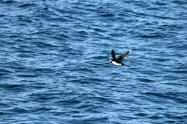 Flight of guillemots off Reykjavik
