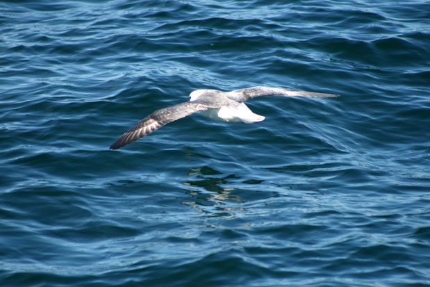 Northern Fulmar. Reykjavik.