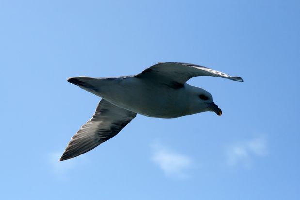 Northern Fulmar. Reykjavik.