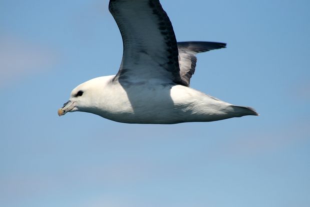 Northern Fulmar. Reykjavik.