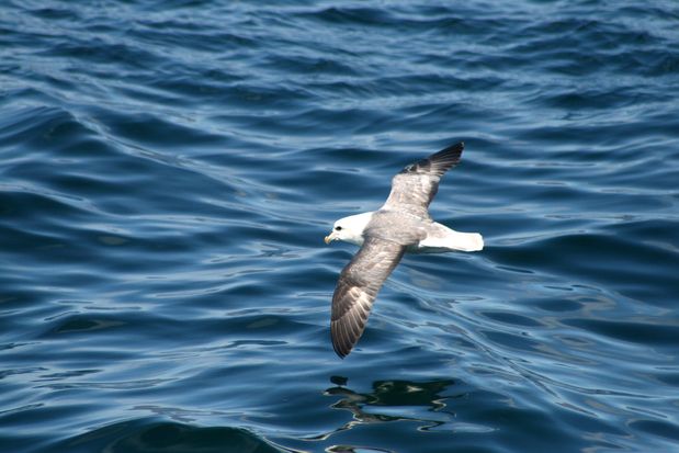 Northern Fulmar. Reykjavik.