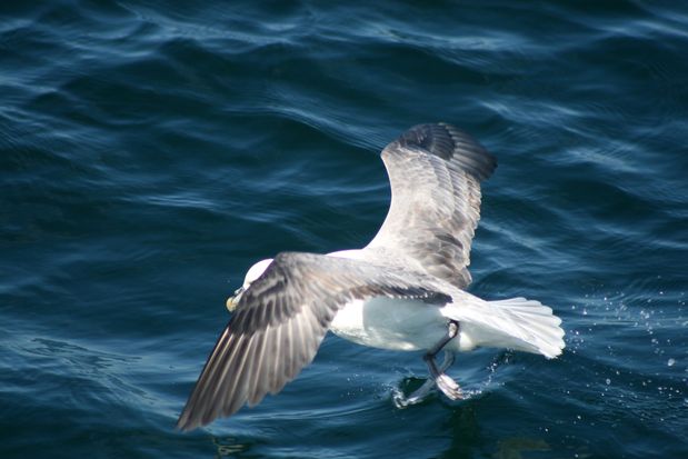 Northern Fulmar. Reykjavik.
