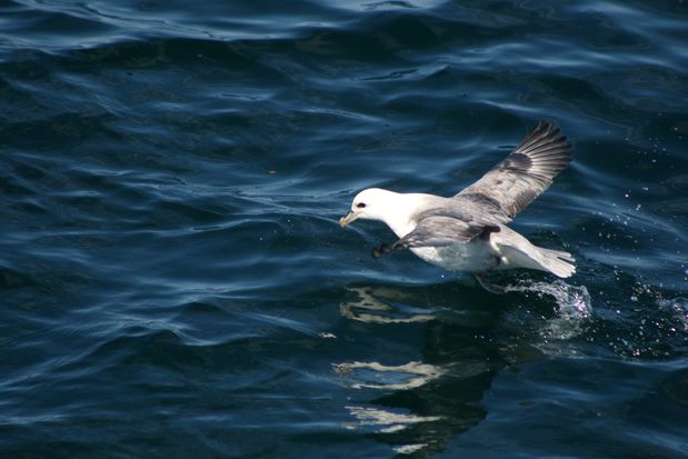 Northern Fulmar. Reykjavik.