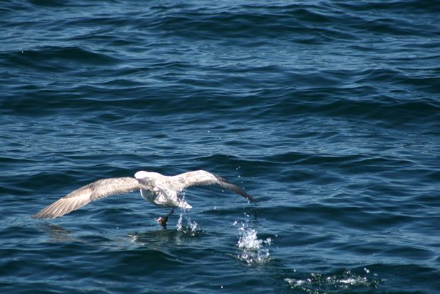 Northern Fulmar. Reykjavik.