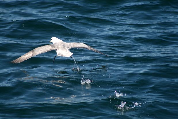 Northern Fulmar. Reykjavik.