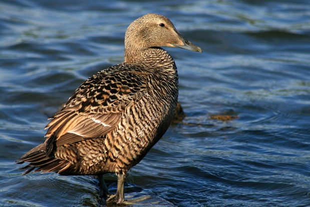 Tjörnin Pond. Reykjavik.