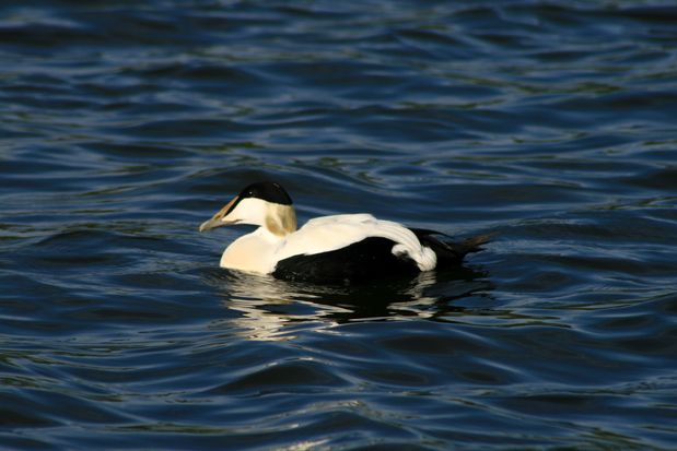 Tjörnin Pond. Reykjavik.