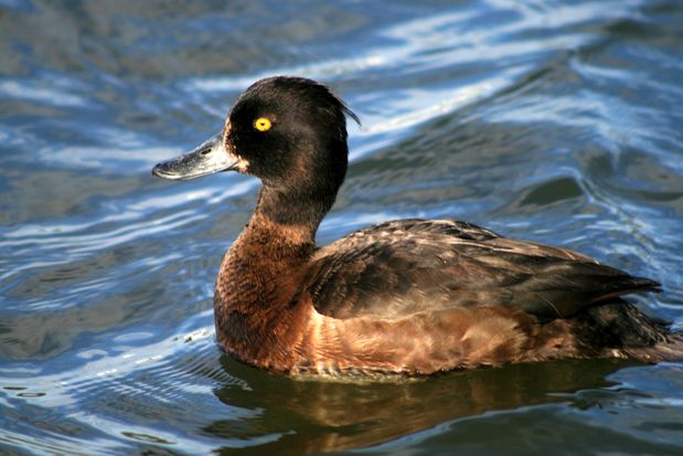 Tufted Duck. Tjörnin Pond. Reykjavik.