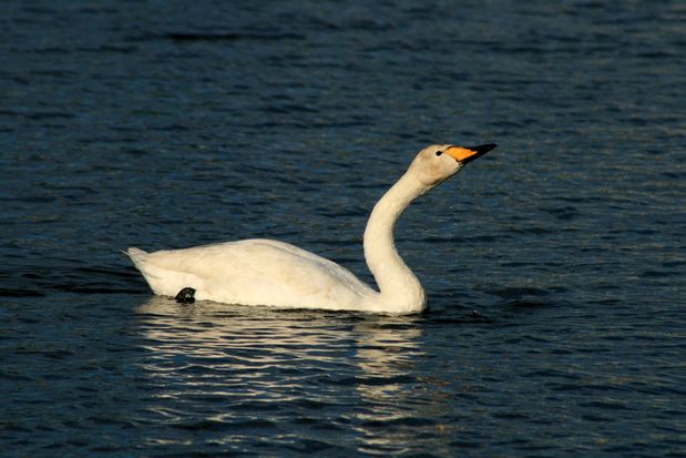 Tjörnin Pond. Reykjavik.