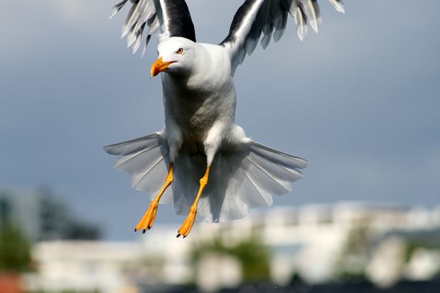 Seagull. Reykjavik.