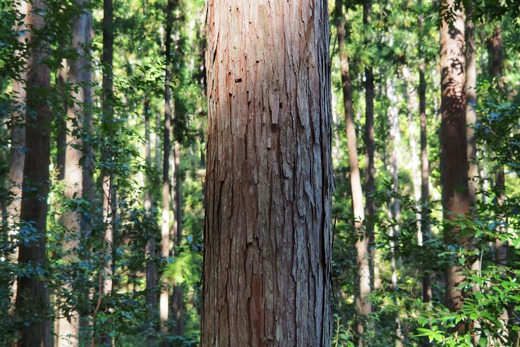 En los caminos de Kumano Kodo