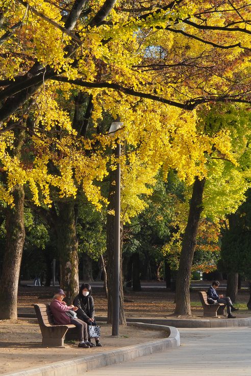 Ginkgo Biloba Peace Memorial (Hiroshima)