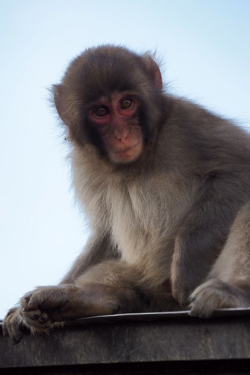 Macaco Japonés Macaca Fuscata (Parque de Monos de Arashiyama en Kioto)