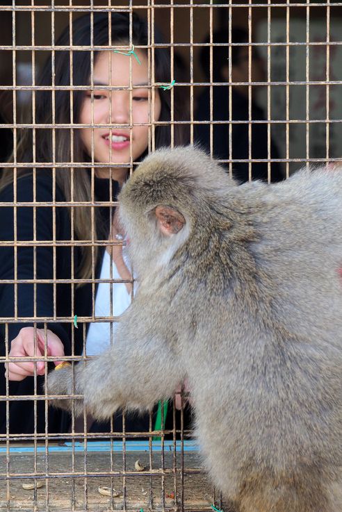 Macaco Japonés Macaca Fuscata (Parque de Monos de Arashiyama en Kioto)