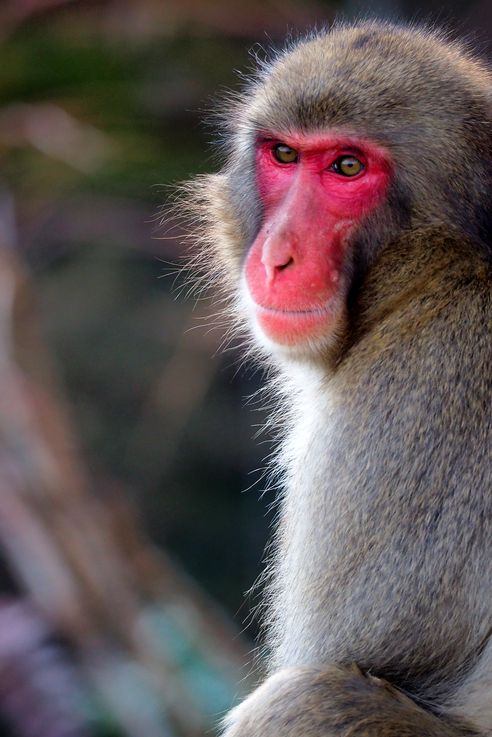 Macaco Japonés Macaca Fuscata (Parque de Monos de Arashiyama en Kioto)