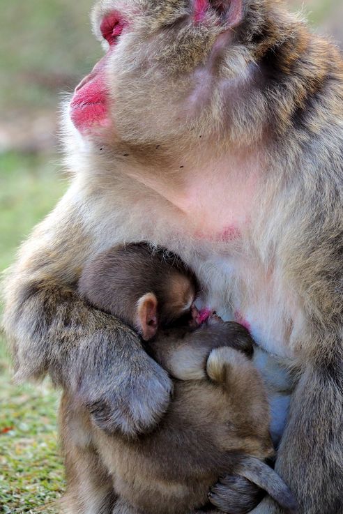 Macaco Japonés Macaca Fuscata (Parque de Monos de Arashiyama en Kioto)