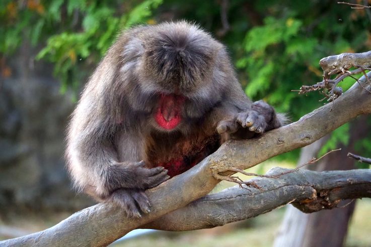 Macaco Japonés Macaca Fuscata (Parque de Monos de Arashiyama en Kioto)