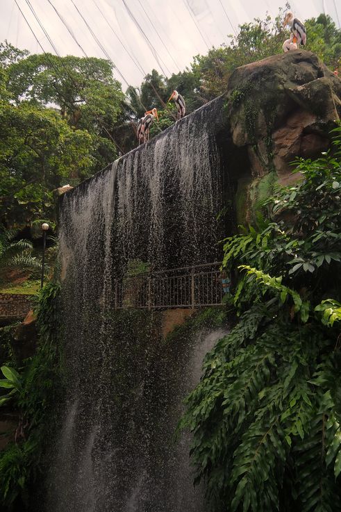 Painted Storks at the waterfall of Kuala Lumpur Bird Park.