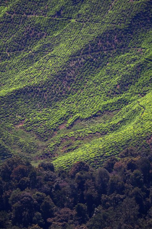 Plantación de té de Gunung Jasar, cerca de Tanah Rata, Cameron Highlands.