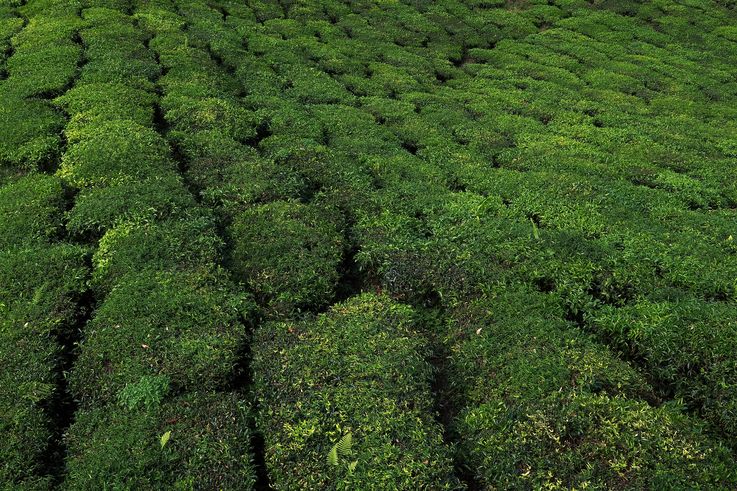 Plantación de té del BOH Tea Centre en Tringkap, Cameron Highlands.