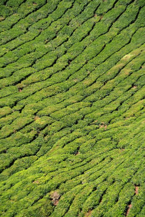Plantación de té del centro BOH en Cameron Highlands.