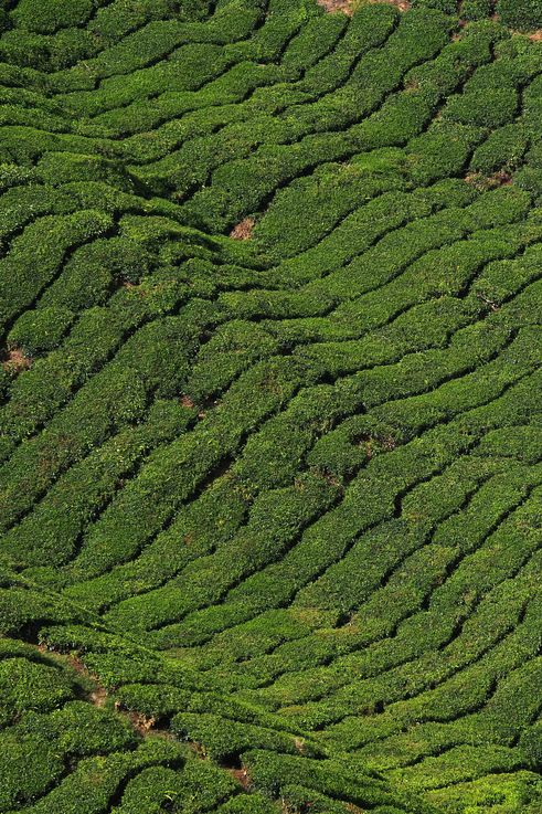 Plantación de té del BOH Tea Centre de Tringkap, Cameron Highlands.