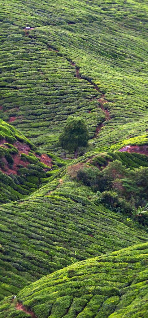 Plantación de té del BOH Tea Centre, Cameron Highlands.