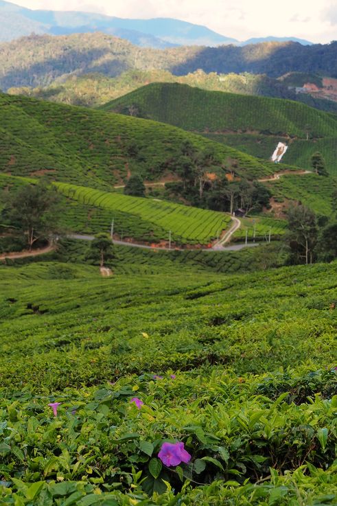 Flores de Ipomoea indica en la plantación de té Boh, Cameron Highlands.