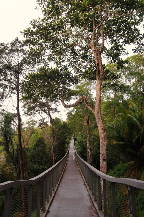Langur Way Canopy Walk at The Habitat Penang Hill.