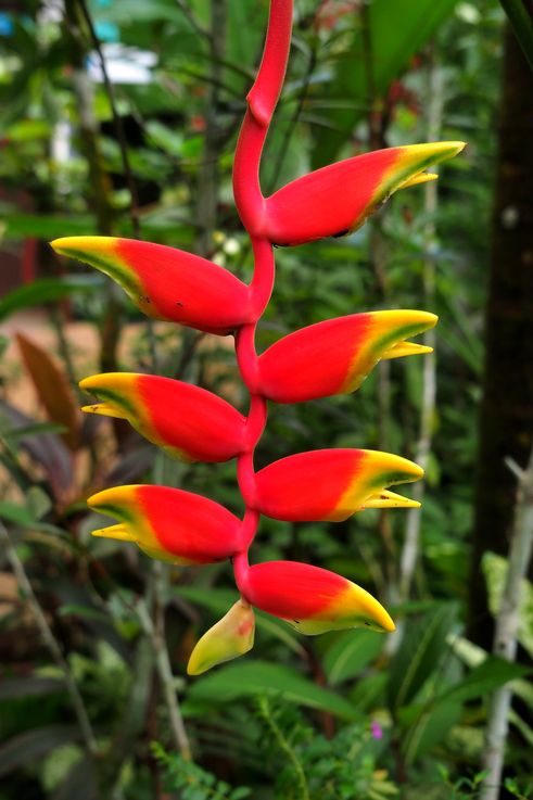 Heliconia rostrata flower at Entopia, Teluk Bahang, Penang.