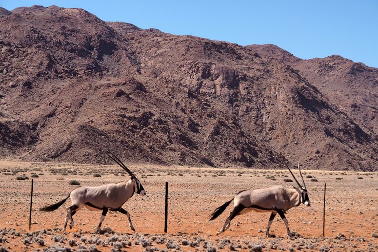 Gemsbok (Oryx gazella)