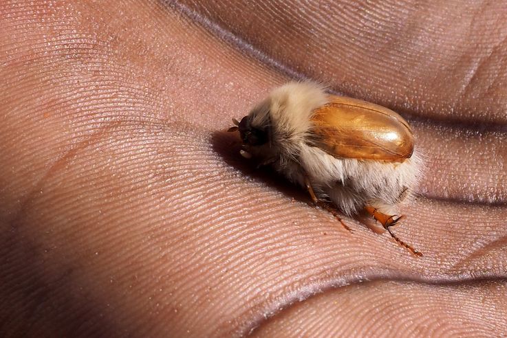 Scarabée à fourrure (Sparrmannia flava)