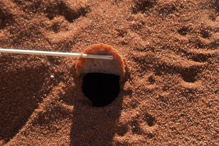 Trappe de terrier d'araignée. Trek Tok Tokkie.